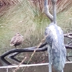 Anas superciliosa (Pacific Black Duck) at Greenleigh, NSW - 17 Mar 2024 by LyndalT