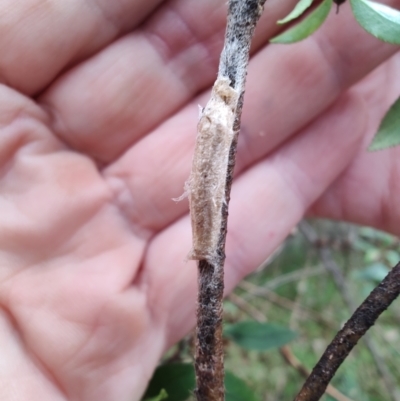 Unidentified Pyralid or Snout Moth (Pyralidae & Crambidae) at Greenleigh, NSW - 17 Mar 2024 by LyndalT