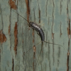 Ctenolepisma longicaudatum (Silverfish) at Charleys Forest, NSW - 28 Feb 2024 by arjay