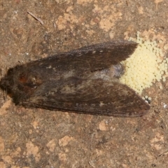 Unidentified Moth (Lepidoptera) at QPRC LGA - 15 Feb 2024 by arjay