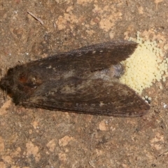Unverified Moth (Lepidoptera) by arjay
