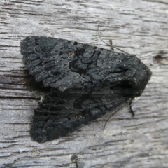 Neumichtis nigerrima (Black Turnip Moth) at Mongarlowe River - 1 Feb 2024 by arjay