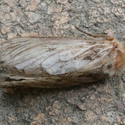 Lepidoptera unclassified ADULT moth (Unidentified - Moth) at Charleys Forest, NSW - 28 Dec 2023 by arjay