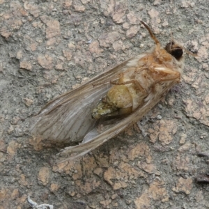 Lepidoptera unclassified ADULT moth at QPRC LGA - 28 Dec 2023