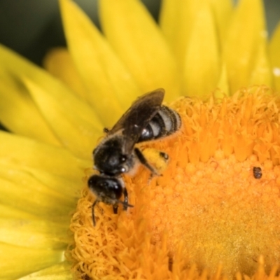 Lasioglossum (Chilalictus) sp. (genus & subgenus) (Halictid bee) at Aranda, ACT - 5 Dec 2023 by AlisonMilton