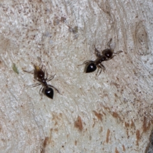 Crematogaster sp. (genus) at Aranda, ACT - 6 Dec 2023