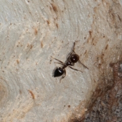 Crematogaster sp. (genus) at Aranda, ACT - 6 Dec 2023