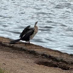 Anhinga novaehollandiae (Australasian Darter) at Barton, ACT - 17 Mar 2024 by KateU