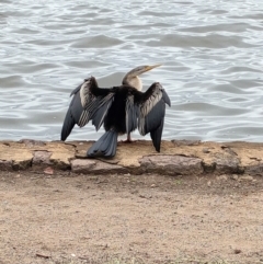 Anhinga novaehollandiae at Barton, ACT - 17 Mar 2024