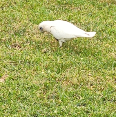 Cacatua sanguinea (Little Corella) at Kingston, ACT - 17 Mar 2024 by KateU