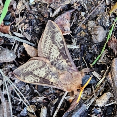 Oxycanus antipoda (Late Oxycanus) at Conder, ACT - 13 May 2023 by Halina