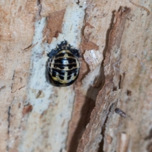 Harmonia conformis at Aranda, ACT - 6 Dec 2023 10:52 AM