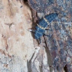 Harmonia conformis at Aranda, ACT - 6 Dec 2023