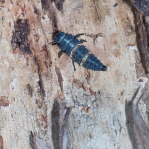 Harmonia conformis at Aranda, ACT - 6 Dec 2023