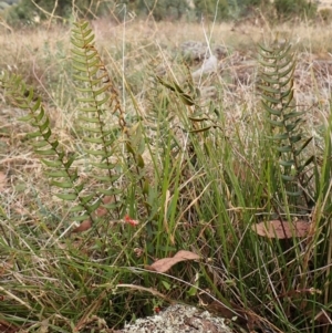 Pellaea calidirupium at Mount Painter - 17 Mar 2024