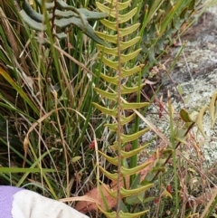 Pellaea calidirupium at Mount Painter - 17 Mar 2024