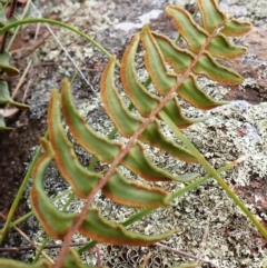 Pellaea calidirupium at Mount Painter - 17 Mar 2024