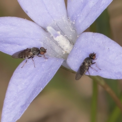 Calyptrate (subsection) (Unidentified house-flies, blow-flies and their allies) at Lawson, ACT - 16 Mar 2024 by kasiaaus