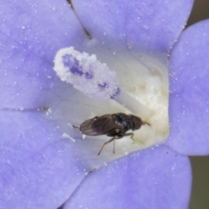 Calyptrate (subsection) at Dawn Crescent Grassland (DCG) - 16 Mar 2024