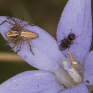 Calyptrate (subsection) at Dawn Crescent Grassland (DCG) - 16 Mar 2024