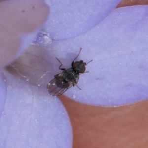 Calyptrate (subsection) at Dawn Crescent Grassland (DCG) - 16 Mar 2024