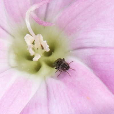 Calyptrate (subsection) (Unidentified house-flies, blow-flies and their allies) at Lawson North Grasslands - 16 Mar 2024 by kasiaaus