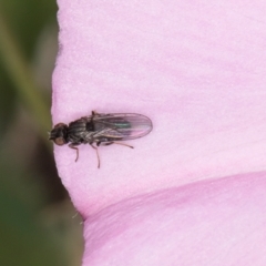 Calyptrate (subsection) at Dawn Crescent Grassland (DCG) - 16 Mar 2024