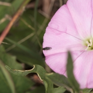 Calyptrate (subsection) at Dawn Crescent Grassland (DCG) - 16 Mar 2024