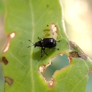 Euops sp. (genus) at Aranda Bushland - 16 Mar 2024