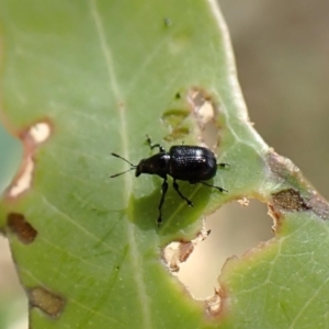 Euops sp. (genus) at Aranda Bushland - 16 Mar 2024