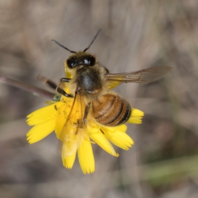 Apis mellifera (European honey bee) at Dawn Crescent Grassland (DCG) - 16 Mar 2024 by kasiaaus