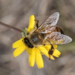 Apis mellifera at Lawson, ACT - 16 Mar 2024