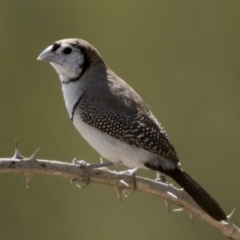 Stizoptera bichenovii (Double-barred Finch) at Denman Prospect, ACT - 8 Mar 2024 by patrickcox