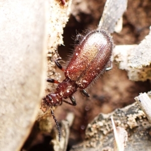 Ecnolagria sp. (genus) at Aranda Bushland - 16 Mar 2024