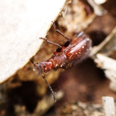 Ecnolagria sp. (genus) at Aranda Bushland - 16 Mar 2024