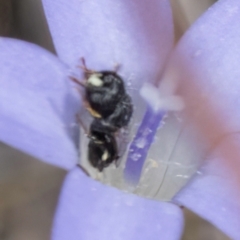 Hylaeus (Prosopisteron) sp. (genus & subgenus) (Masked Bee) at Lawson, ACT - 16 Mar 2024 by kasiaaus