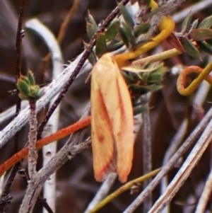 Eochrois dejunctella at Aranda Bushland - 16 Mar 2024