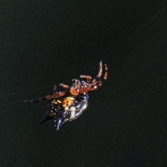 Austracantha minax (Christmas Spider, Jewel Spider) at Longwarry North, VIC - 17 Mar 2024 by Petesteamer