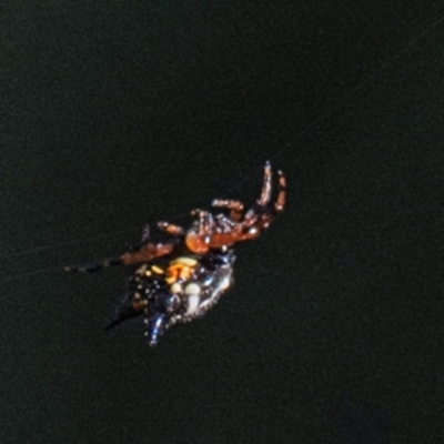 Austracantha minax at Longwarry North, VIC - 16 Mar 2024 by Petesteamer