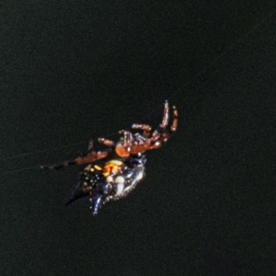 Unidentified Orb-weaving spider (several families) at Longwarry North, VIC - 16 Mar 2024 by Petesteamer