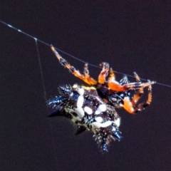 Austracantha minax at Longwarry North, VIC - 17 Mar 2024