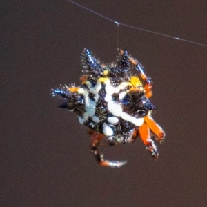 Austracantha minax at Longwarry North, VIC - 17 Mar 2024