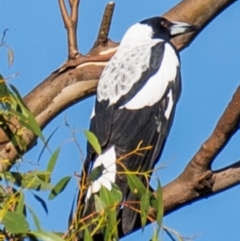 Gymnorhina tibicen (Australian Magpie) at Longwarry North, VIC - 16 Mar 2024 by Petesteamer