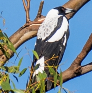 Gymnorhina tibicen at Longwarry North, VIC - 17 Mar 2024