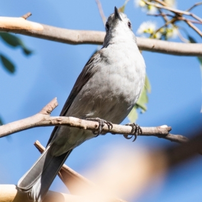 Colluricincla harmonica (Grey Shrikethrush) at Longwarry North, VIC - 17 Mar 2024 by Petesteamer