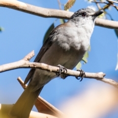 Colluricincla harmonica at Longwarry North, VIC - 17 Mar 2024