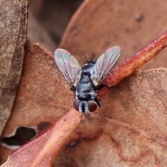 Trigonospila sp. (genus) (A Bristle Fly) at Aranda Bushland - 15 Mar 2024 by CathB