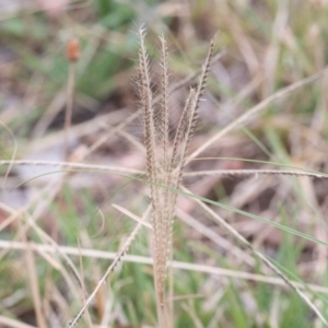 Chloris truncata at Higgins, ACT - 17 Mar 2024 03:14 PM