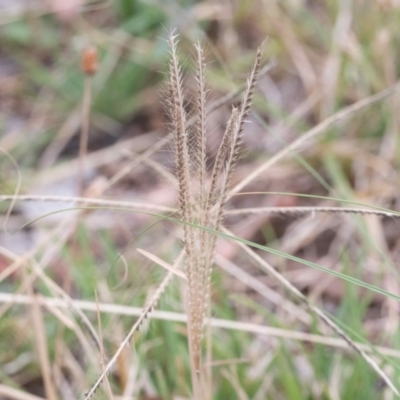 Chloris truncata (Windmill Grass) at Higgins, ACT - 17 Mar 2024 by Untidy