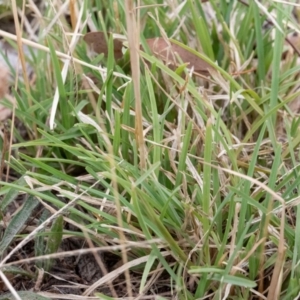 Chloris truncata at Higgins, ACT - 17 Mar 2024 03:14 PM